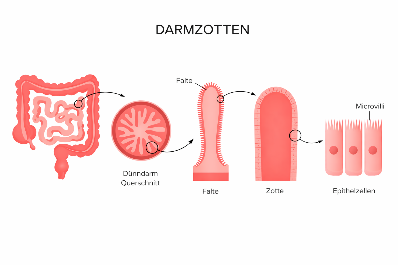 Infografik zu Darmzotten, Dünndarm und Mikrovilli zur Veranschaulichung der Nährstoffaufnahme im Darm