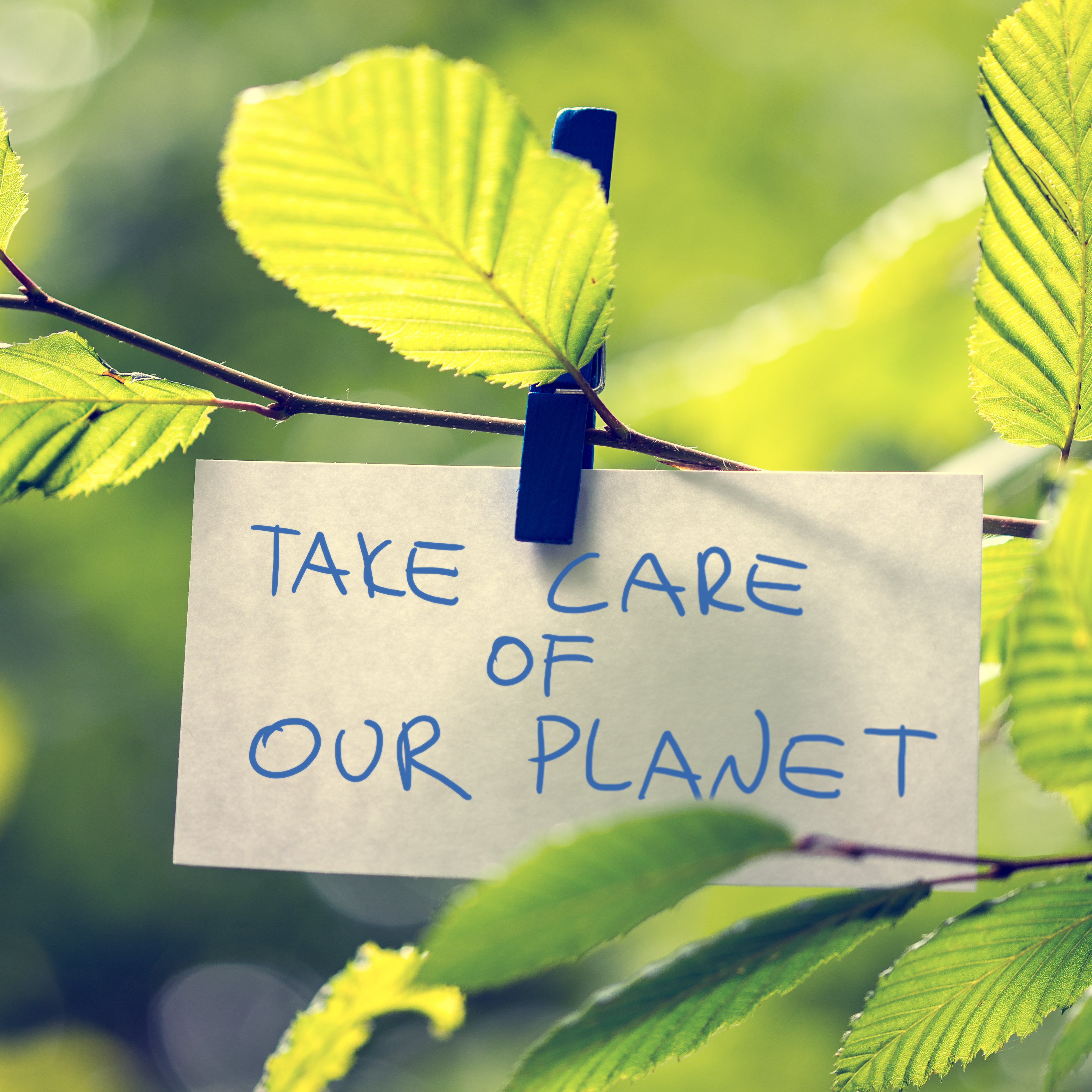 Schild an Baum geheftet mit eine Schild: Take care of our planet