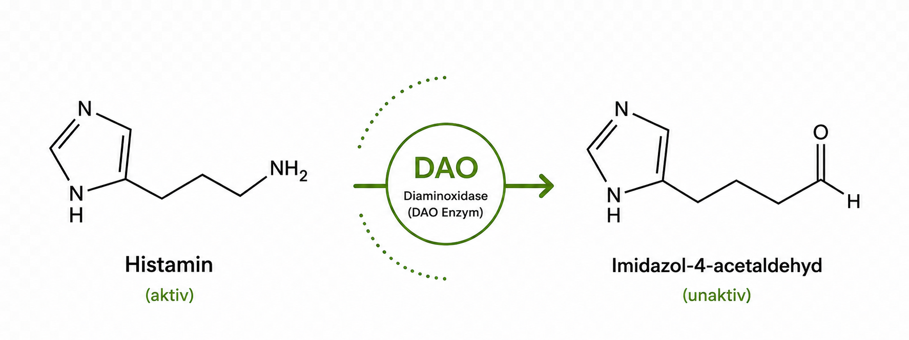 enzymatischer Abbau von Histamin zu Imidazol-4-acetaldehyd durch Diaminoxidase